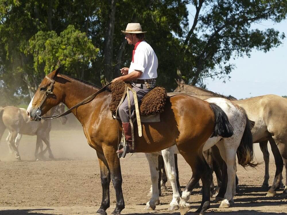 gaucho cowboy riding his horse in Argentina countryside