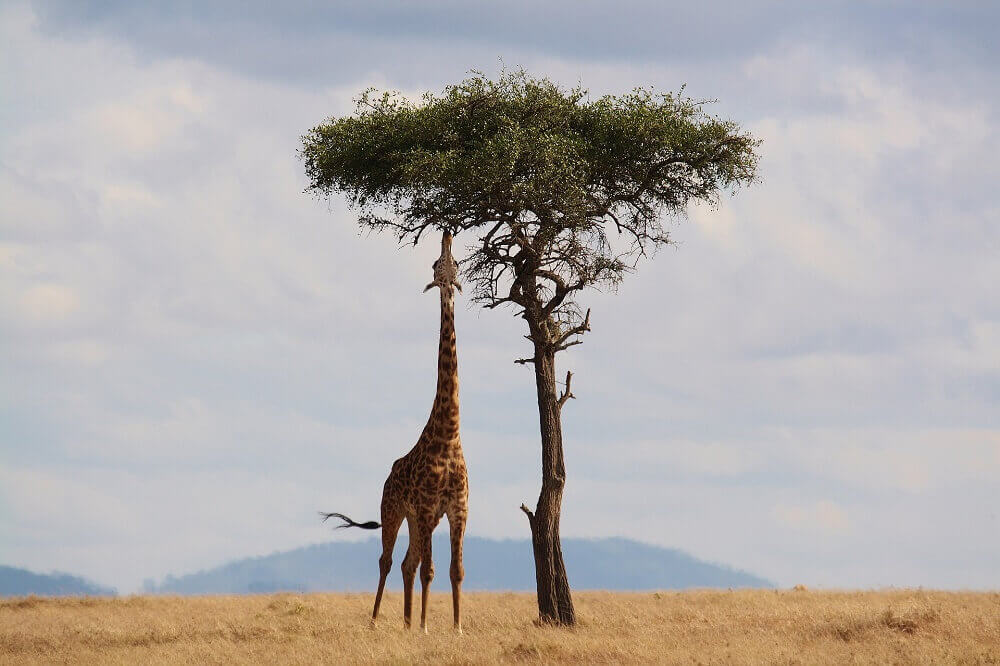 Giraffe eating leaves in Kenya on a walking safari