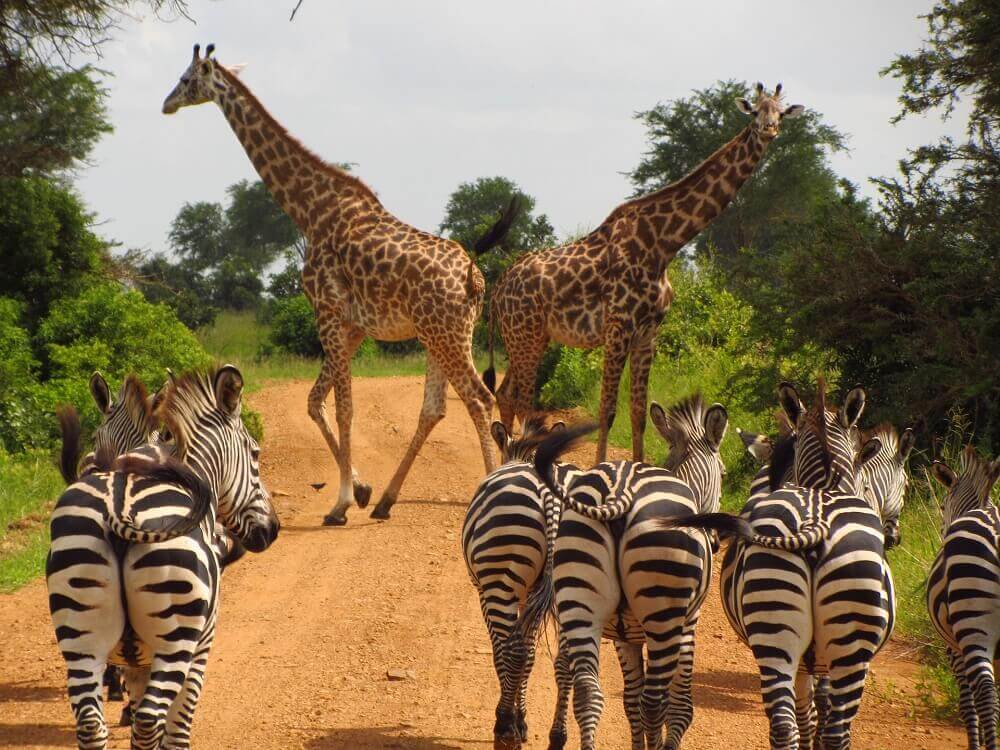 Giraffe and zebra in Tanzania on a walking safari