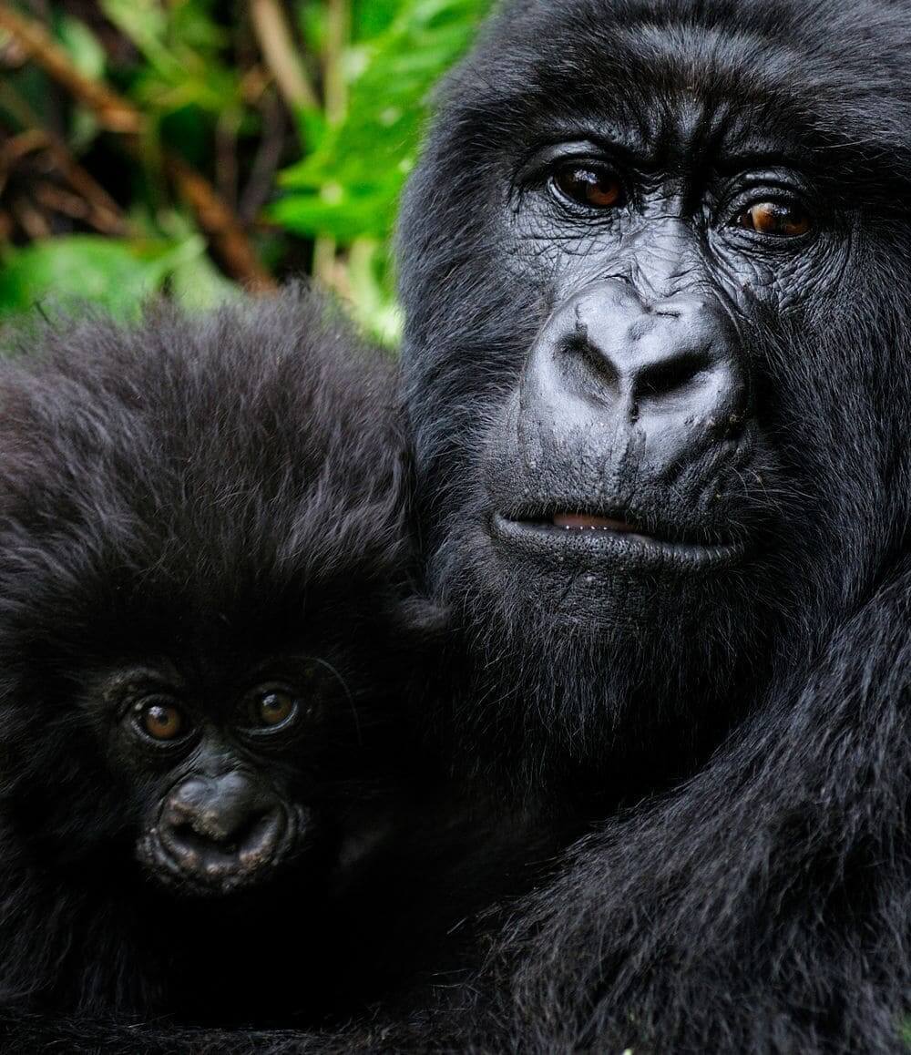 gorilla-mother-and-baby-bwindi-national-park
