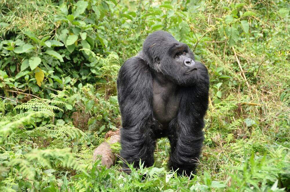 silverback mountain gorilla in the jungle of Rwanda