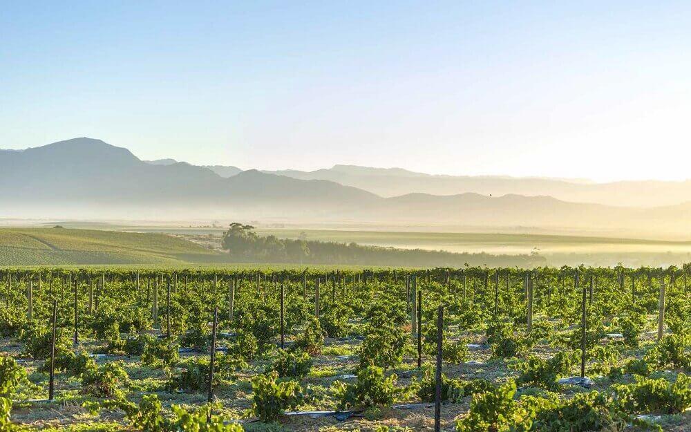 Vineyards of grapes in the Winelands near Cape Town in South Africa