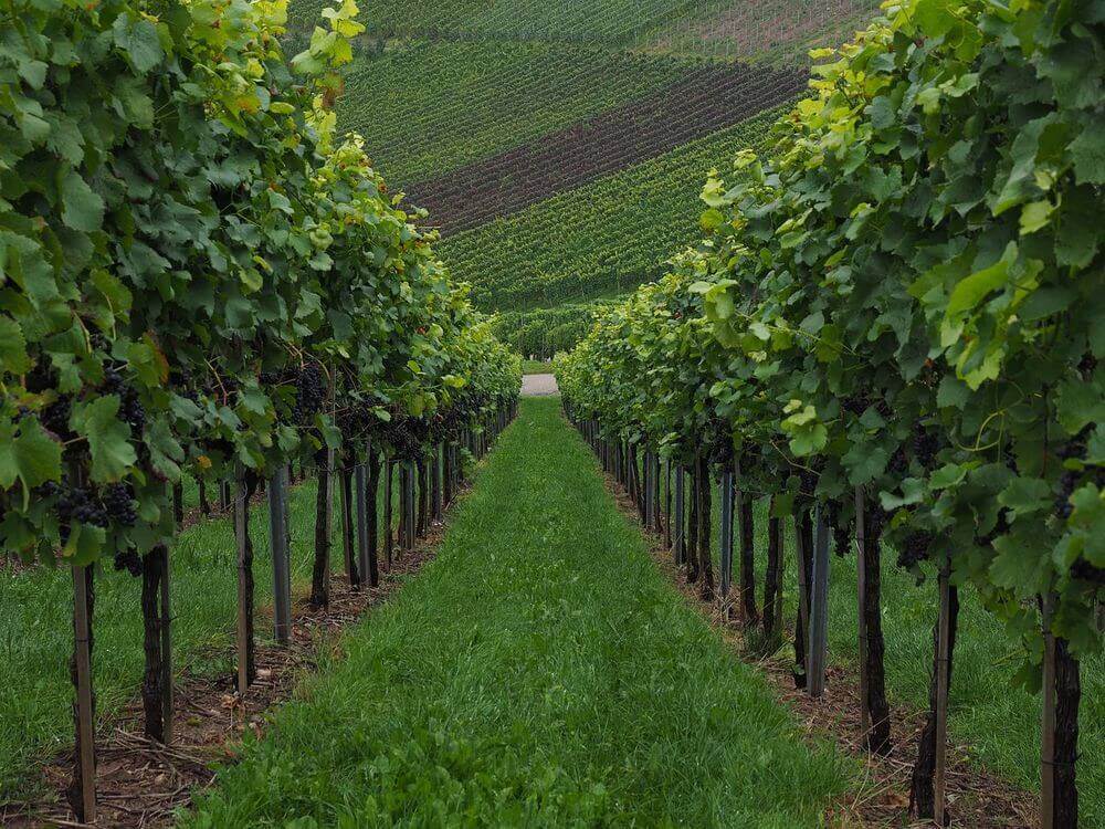 lush green vineyard