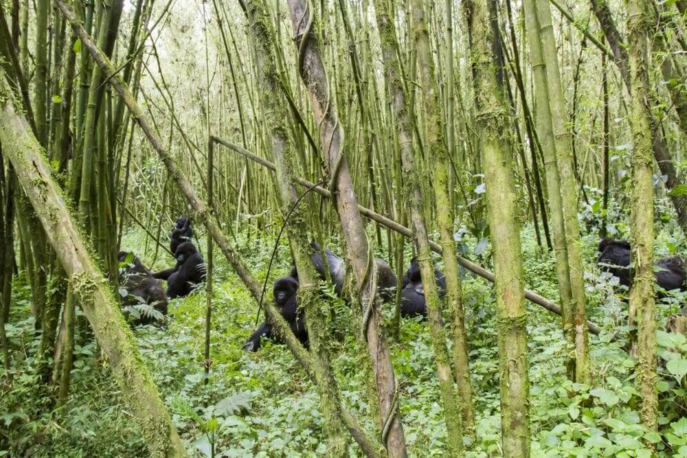 family of wild mountain gorillas in volcanoes national park, rwanda