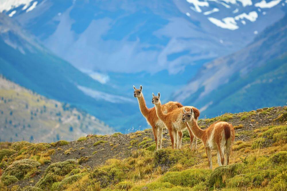 guanacoes in the grassy hills of torres del paine, chile
