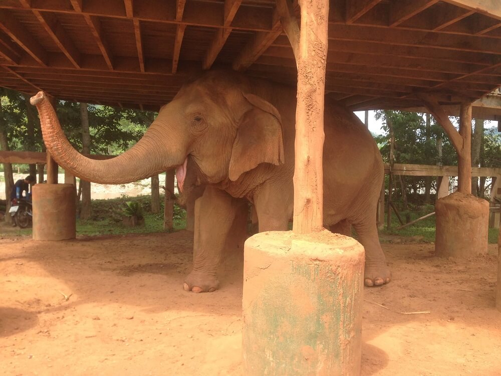 Happy elephant in the shade at Elephant Nature Park elephant sanctuary in Chiang Mai