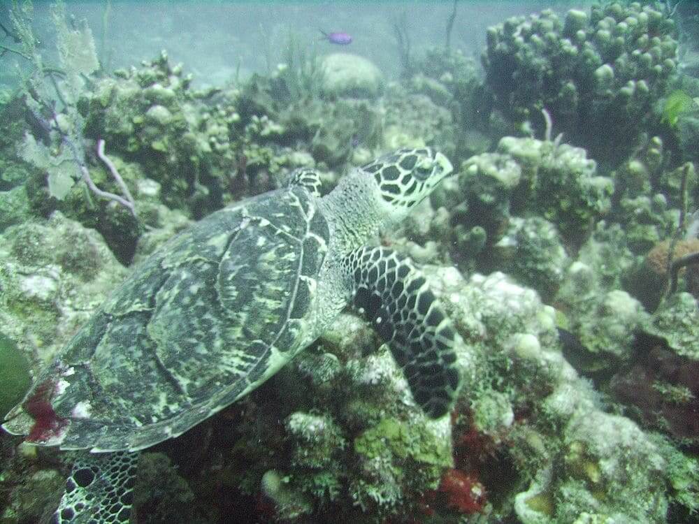 hawksbill sea turtle swimming amongst coral