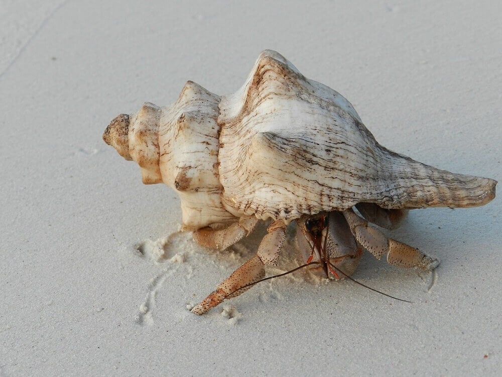 hermit crab in Kizimkazi beach in Zanzibar