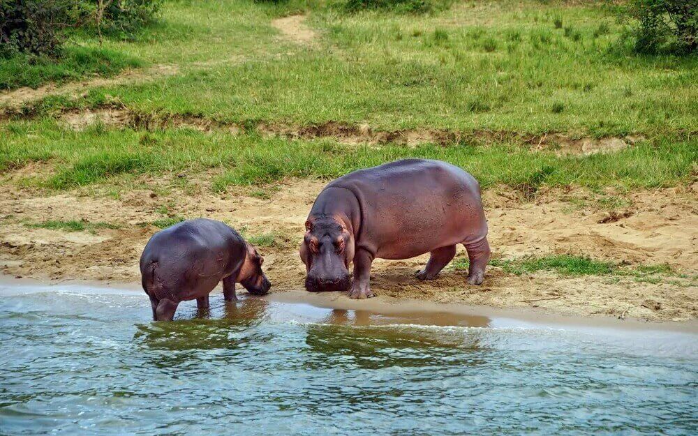 Hippo family at the Kazinga Channel