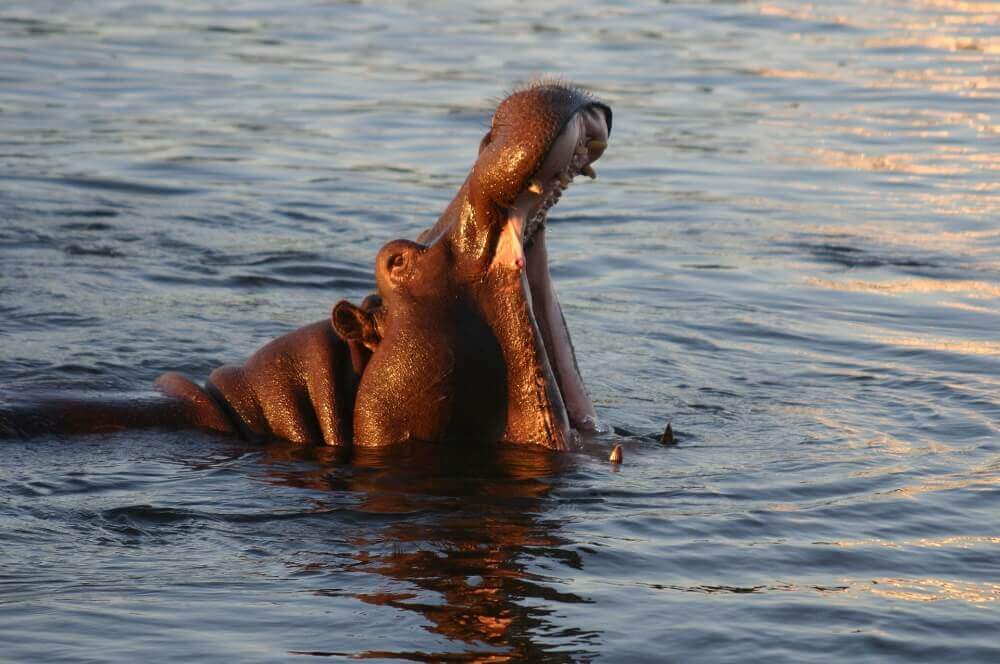 Hippo yawning in Zambia on a walking safari