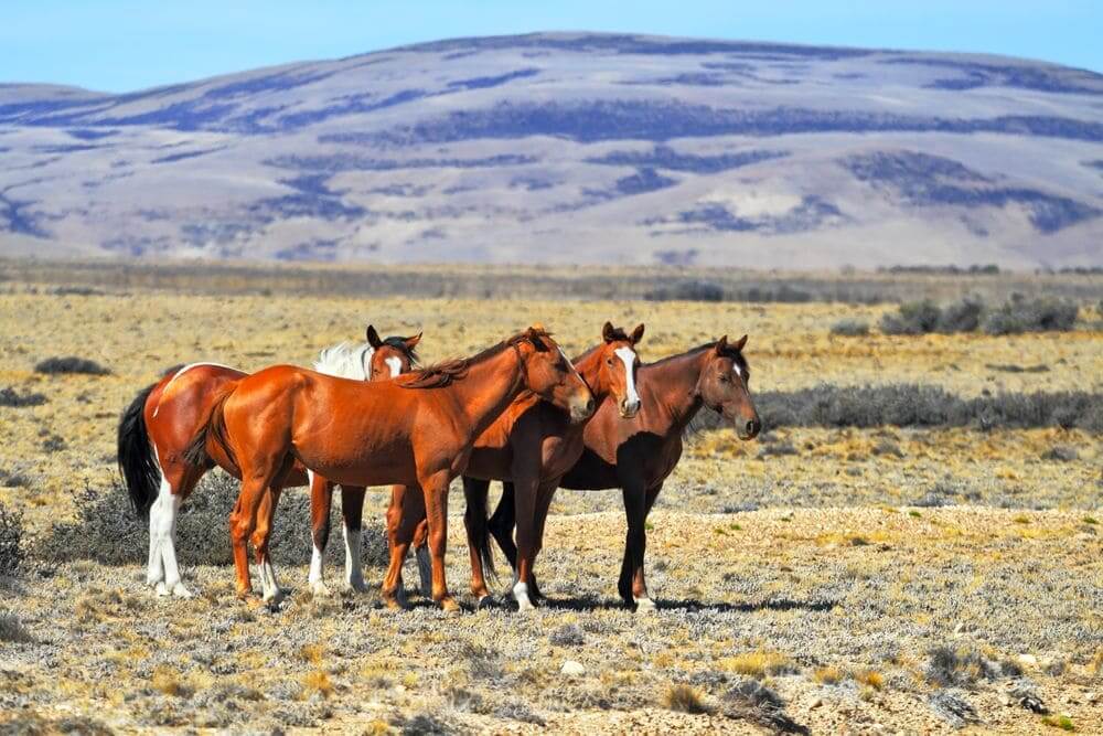 horses in the pampas farmlands argentina