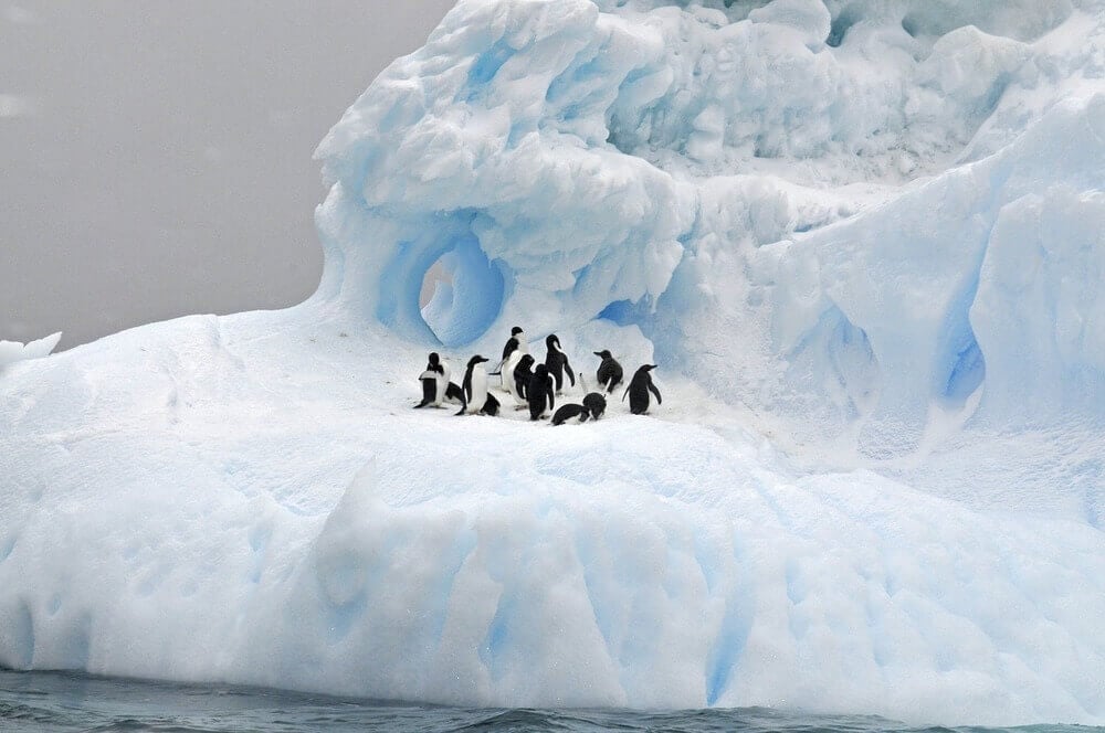 penguins iceberg antarctica antarctic peninsula