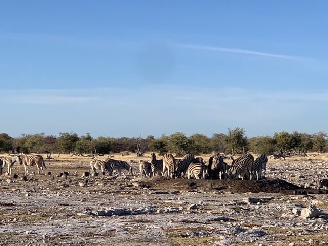 The wildlife of Etosha National Park