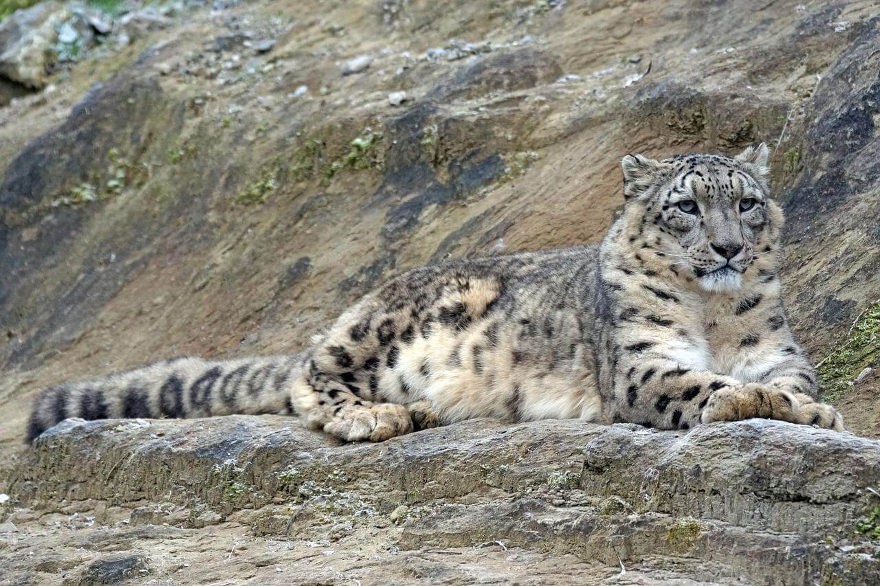 Searching for snow leopards in Ladakh