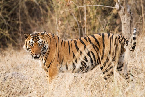 Indian tiger in Bandhavgarh National Park