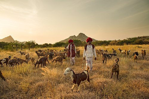 Indian shepherds