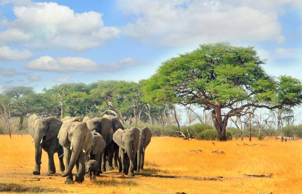 herd of elephants walking through grasslands in zimbabwe