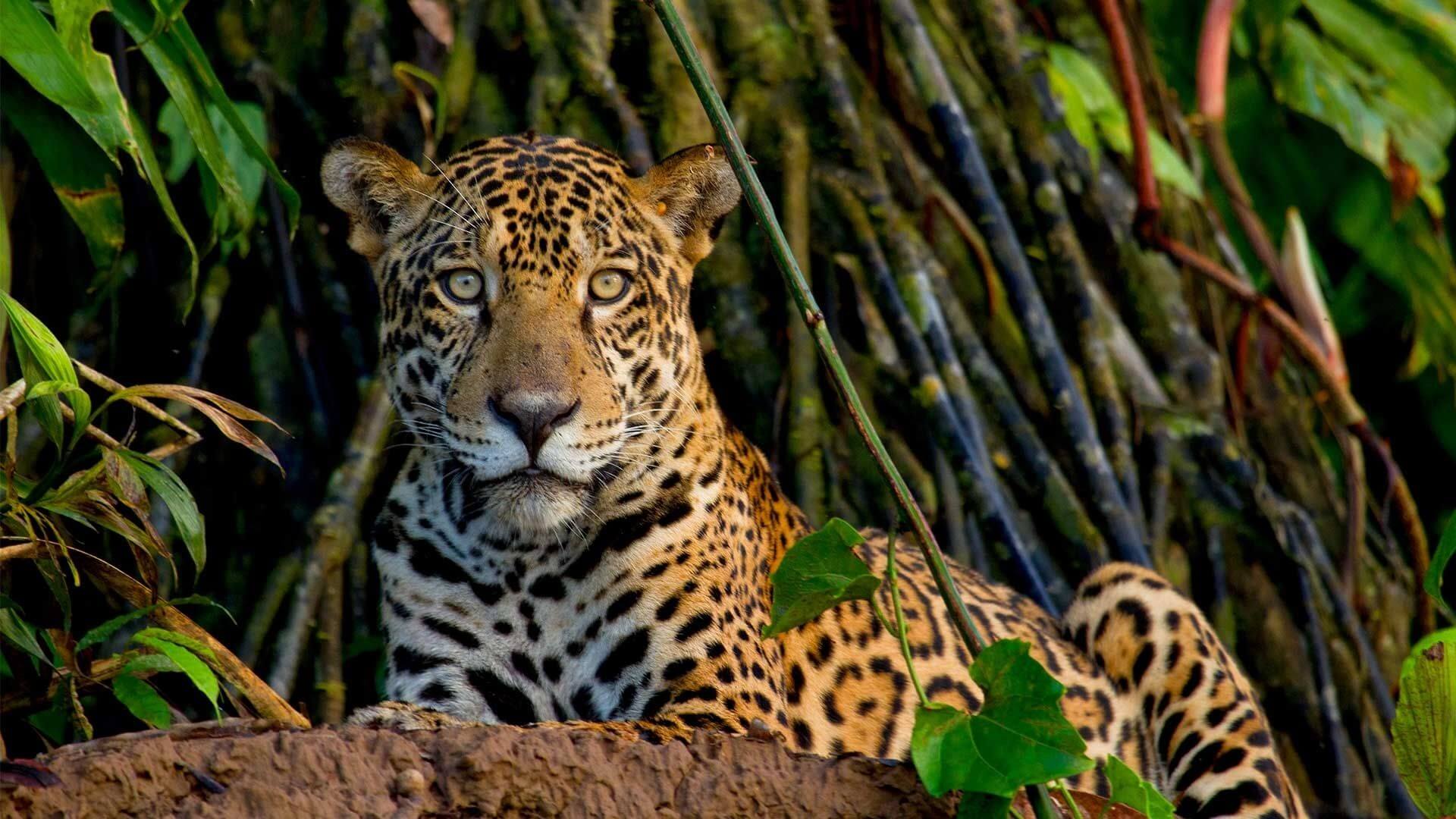 Jaguars are rarely seen, but you could be lucky.