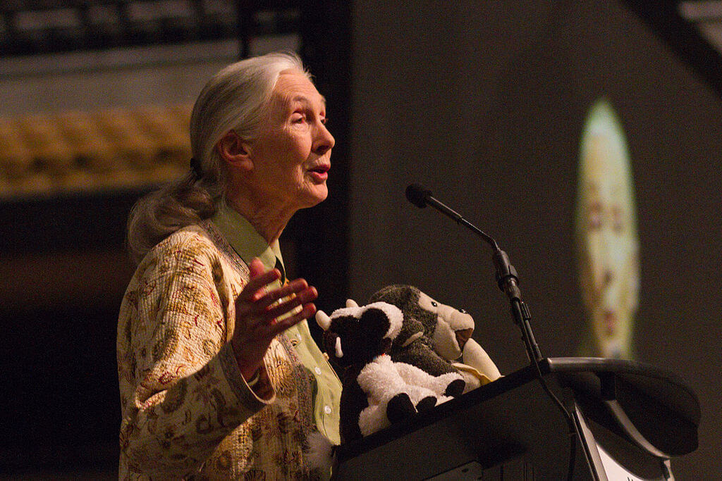 Jane Goodall lecturing about chimpanzees