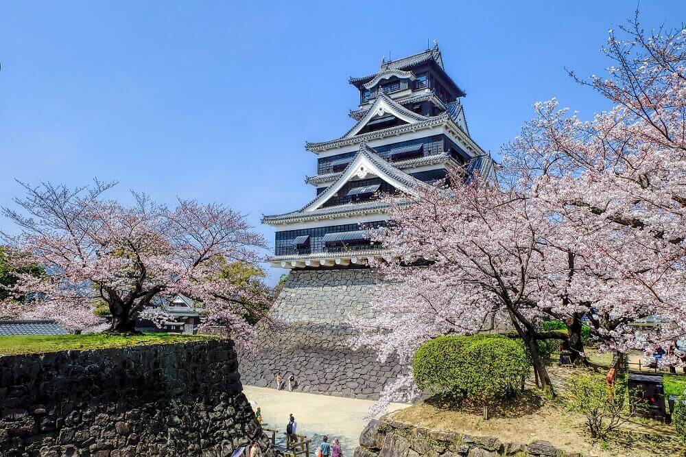 Japanese castle surrounded by blooming cherry blossom trees