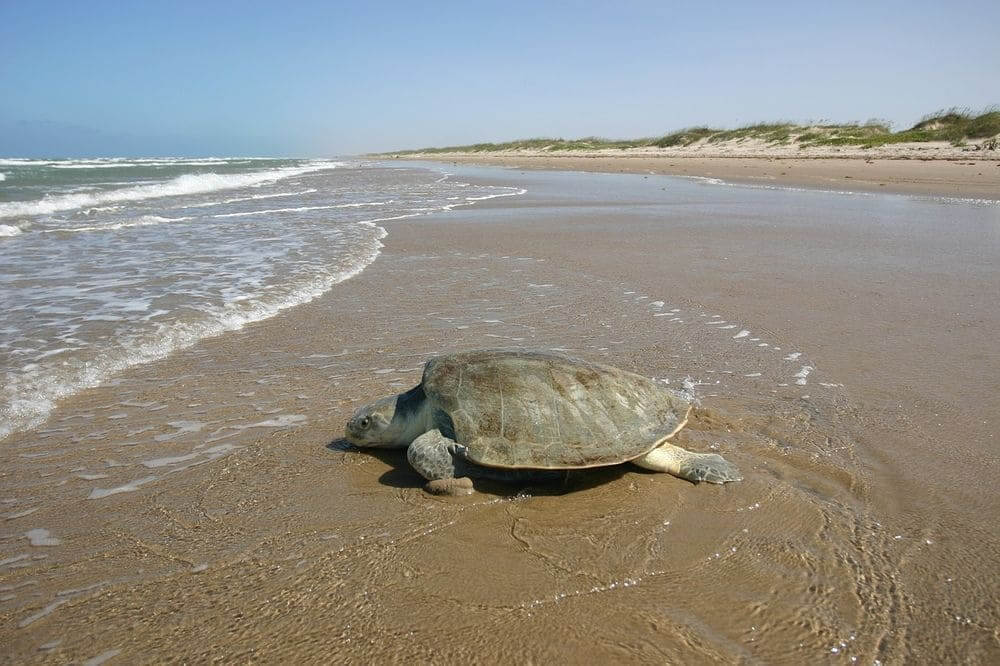 kemp's ridley sea turtle on the beach moving into the ocean