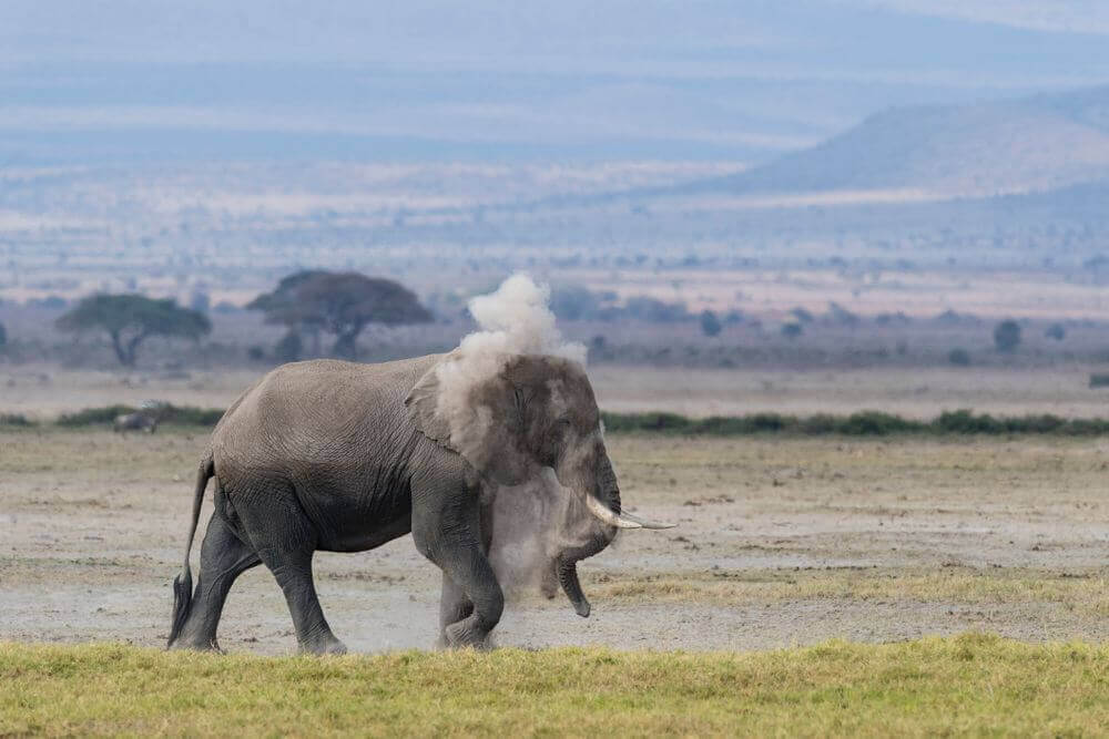 elephant having a dust bath in Kenya
