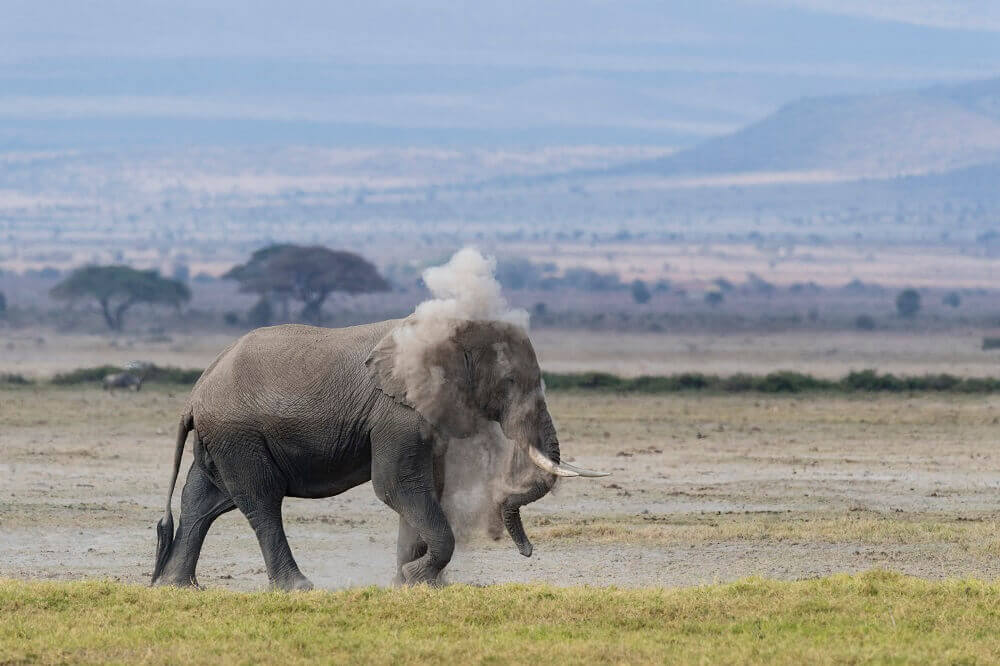 Elephant bathing in dust on safari in Kenya