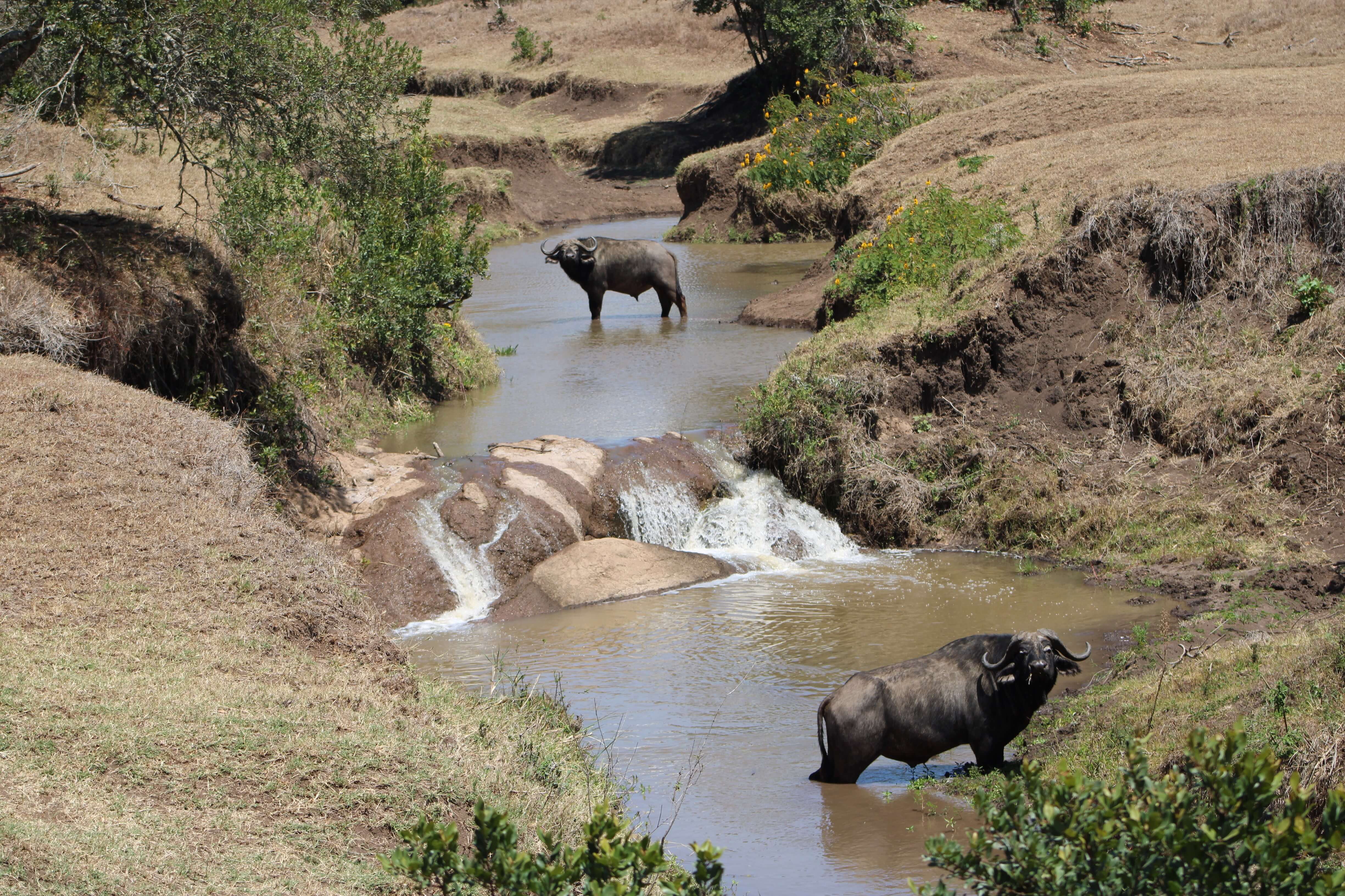 Buffaloes enjoying a dip in the river below Ol Pejeta Safari Cottages