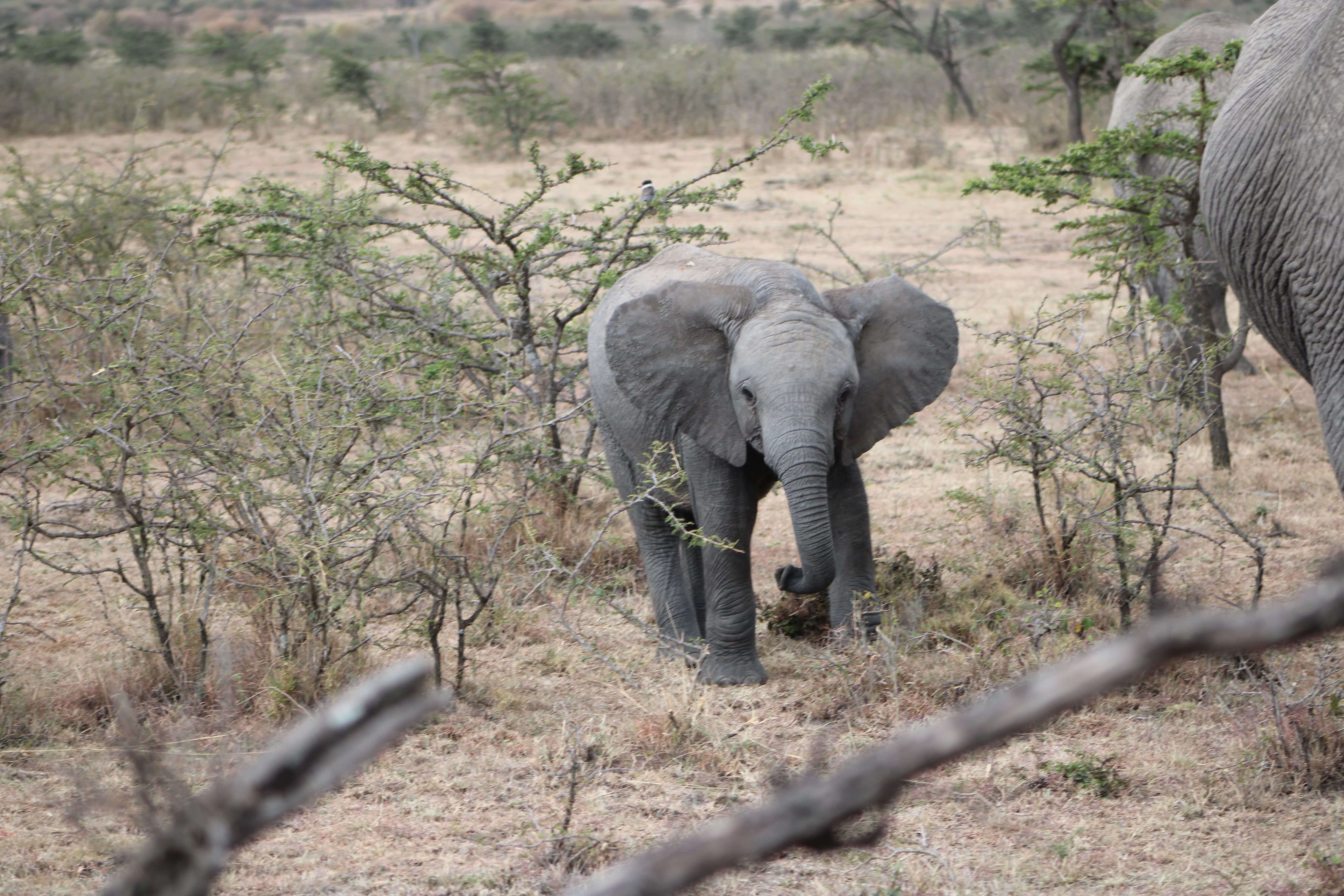 A baby elephant on safari