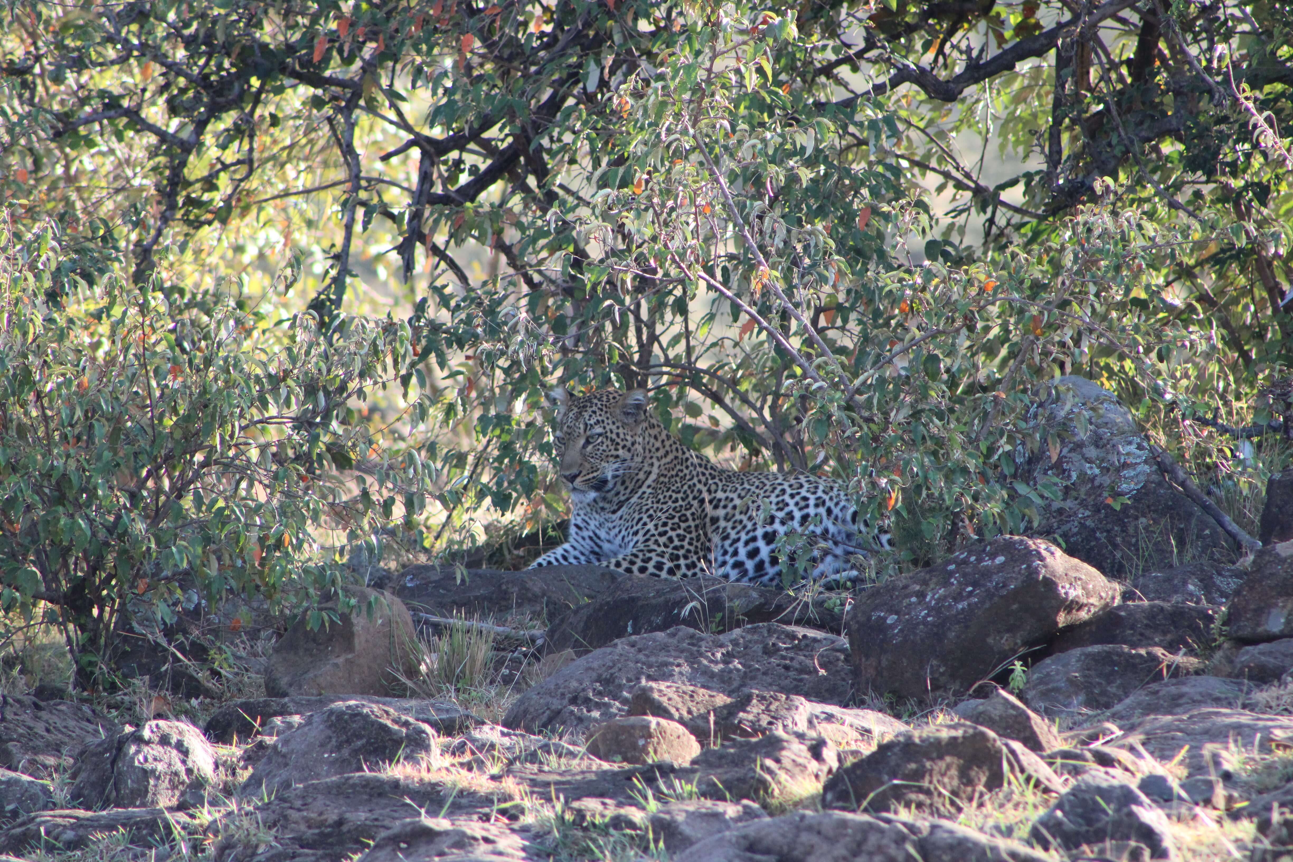 A leopard in the Masai Mara
