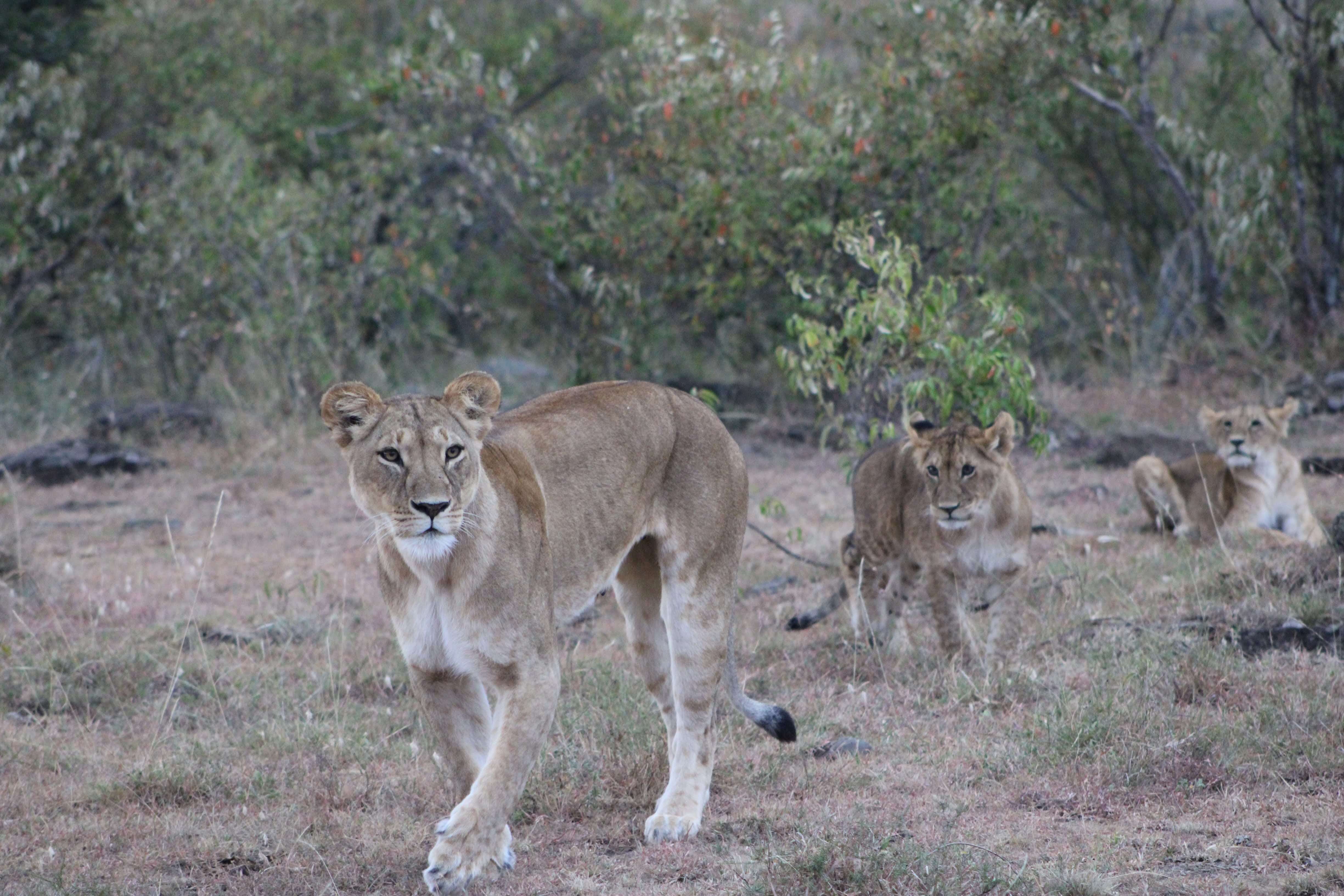 A pride of lions in the Masai Mara
