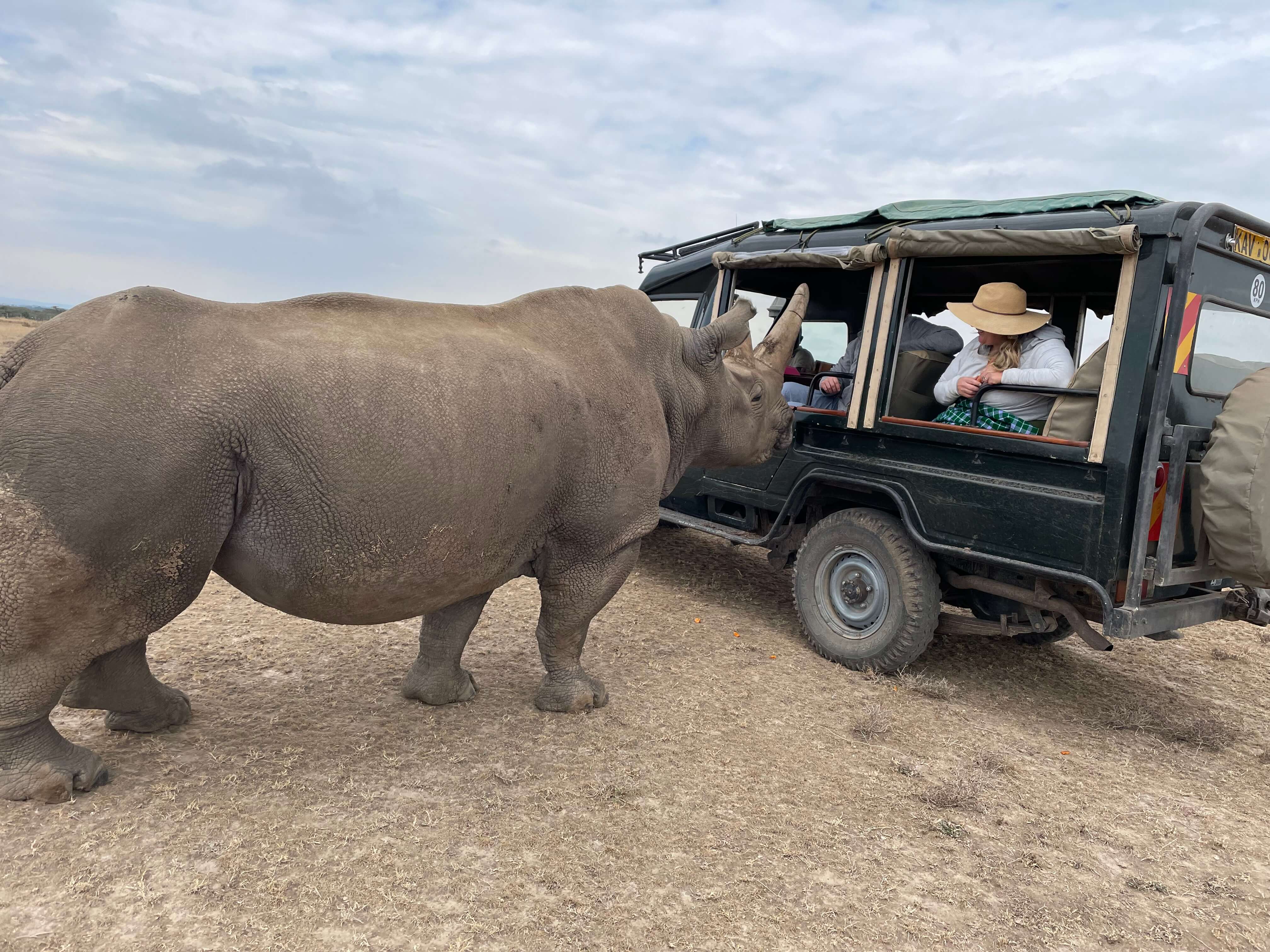 An up-close Northern White Rhino encounter