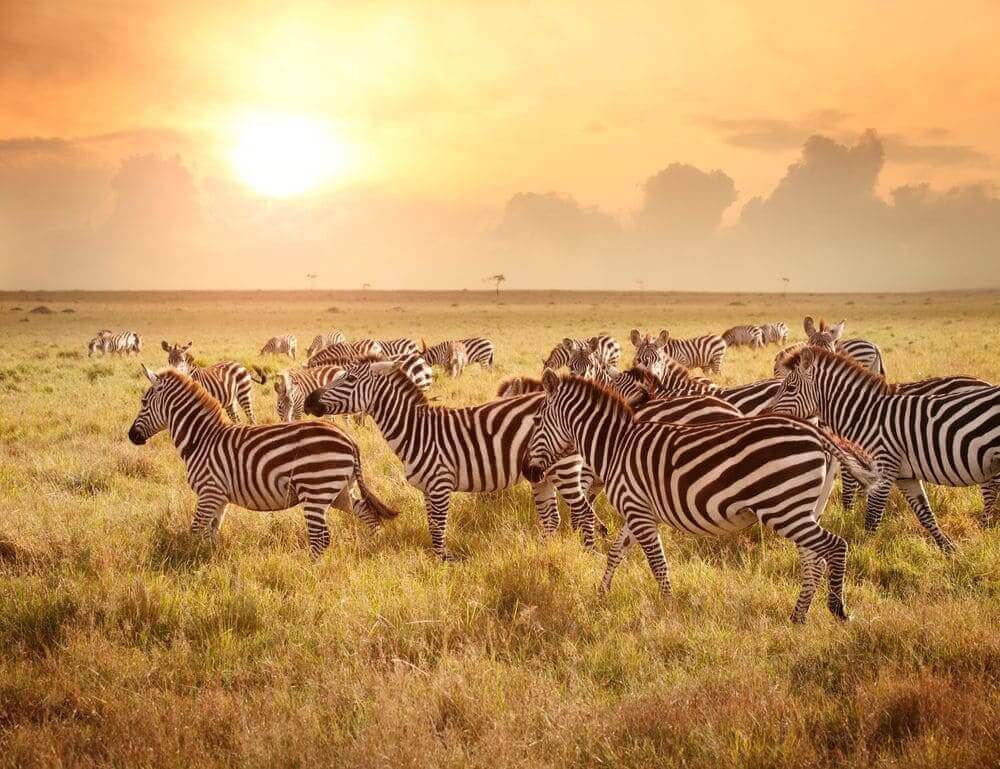kenya_masai_mara_zebras