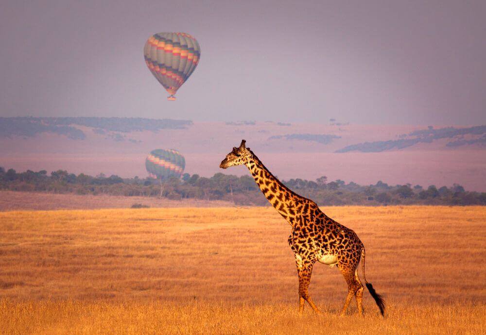 giraffe walking through golden plains of Kenya with hot air balloons in the background