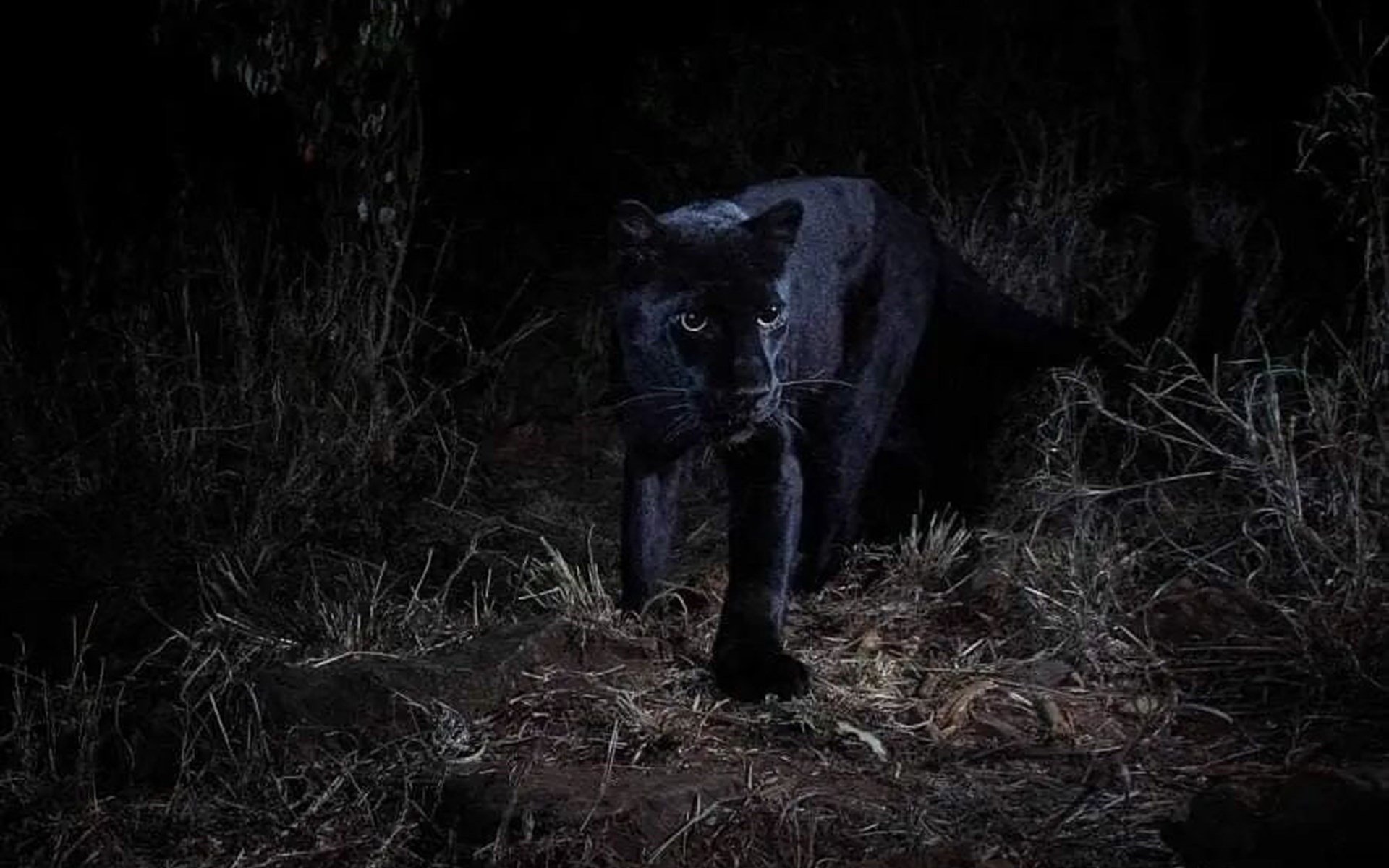 Where to see a Black Leopard in Kenya