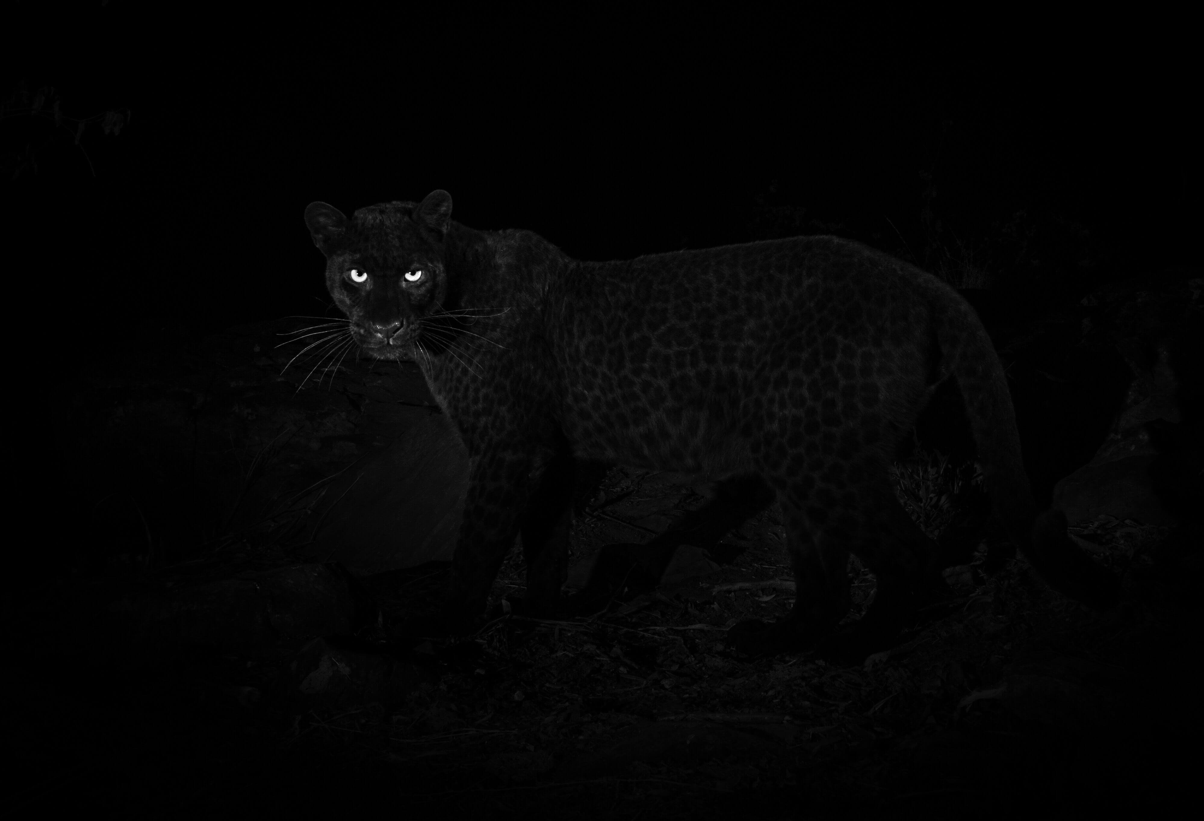 Black leopard x Will Burrard-Lucas