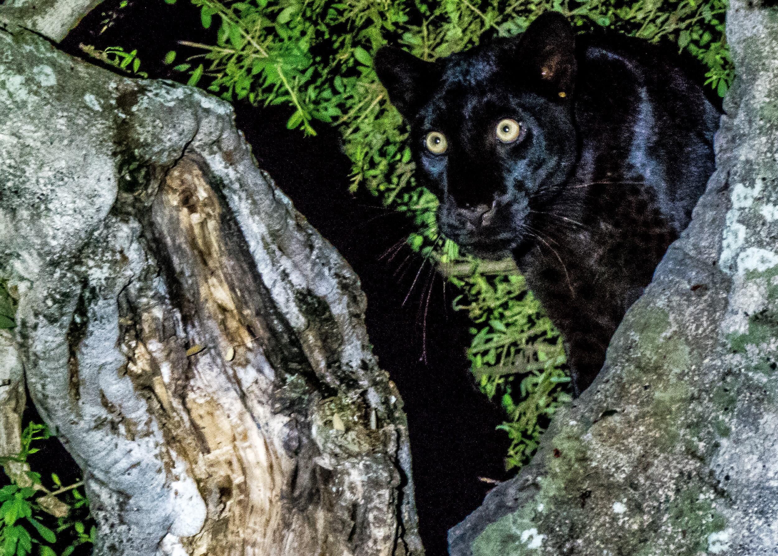 Where To See A Black Leopard In Kenya