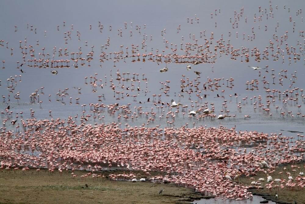 flock of pink flamingoes in lake manyara national park, tanzania