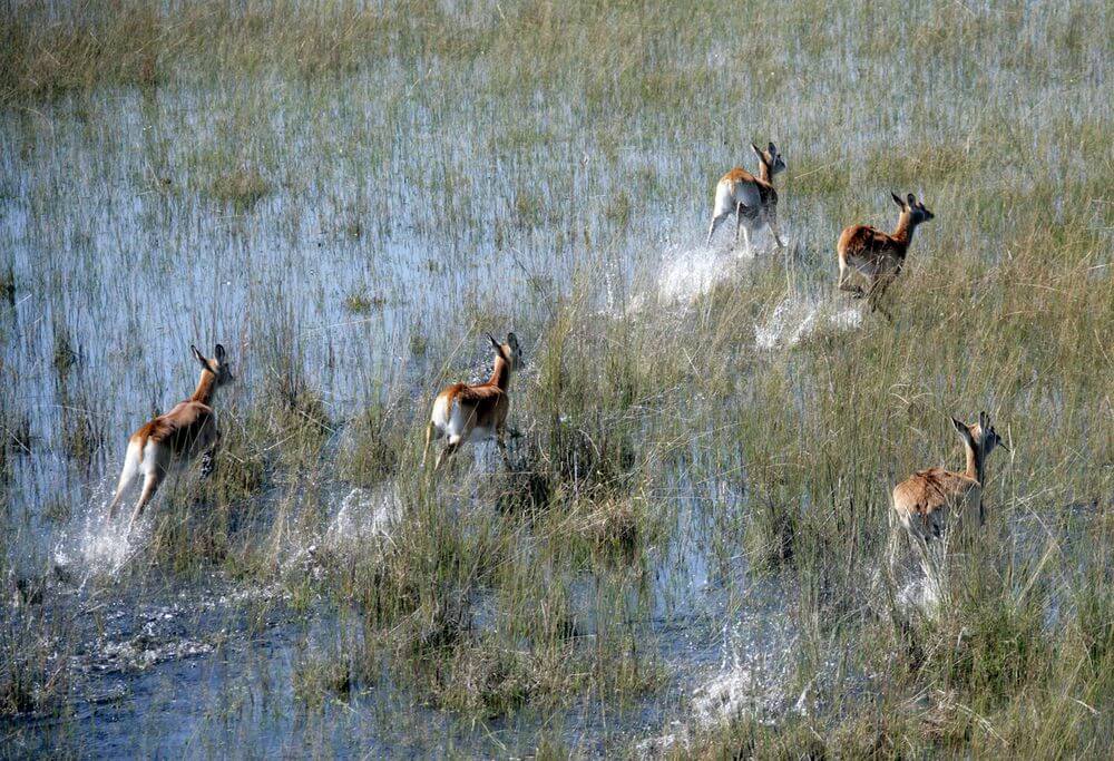 herd of lechwe leaping through floodplains