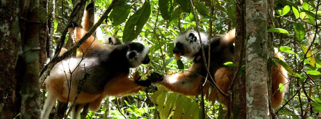 Lemurs in Andisabe