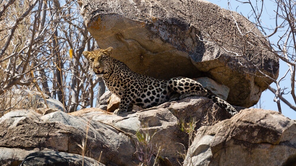 Leopard under a rock in Ruaha National Park in Tanzania on an East Africa honeymoon