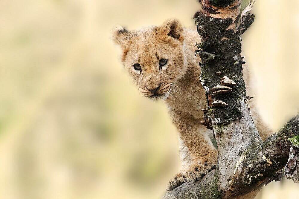 Lion cub on safari in Kenua