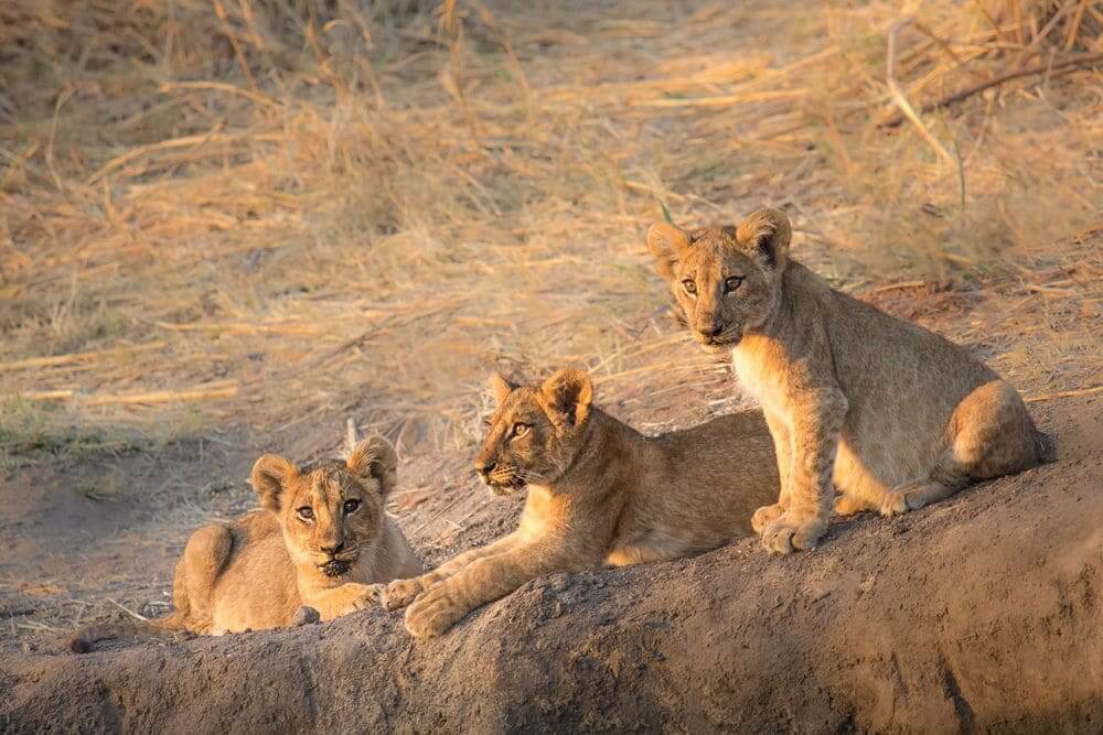 family of lion cubs in ruaha national park, tanzania