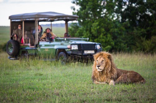 Lion spotted on a Kenyan safari