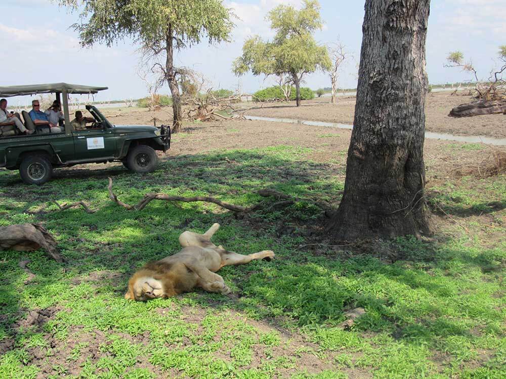 Lion in Selous Tanzaia