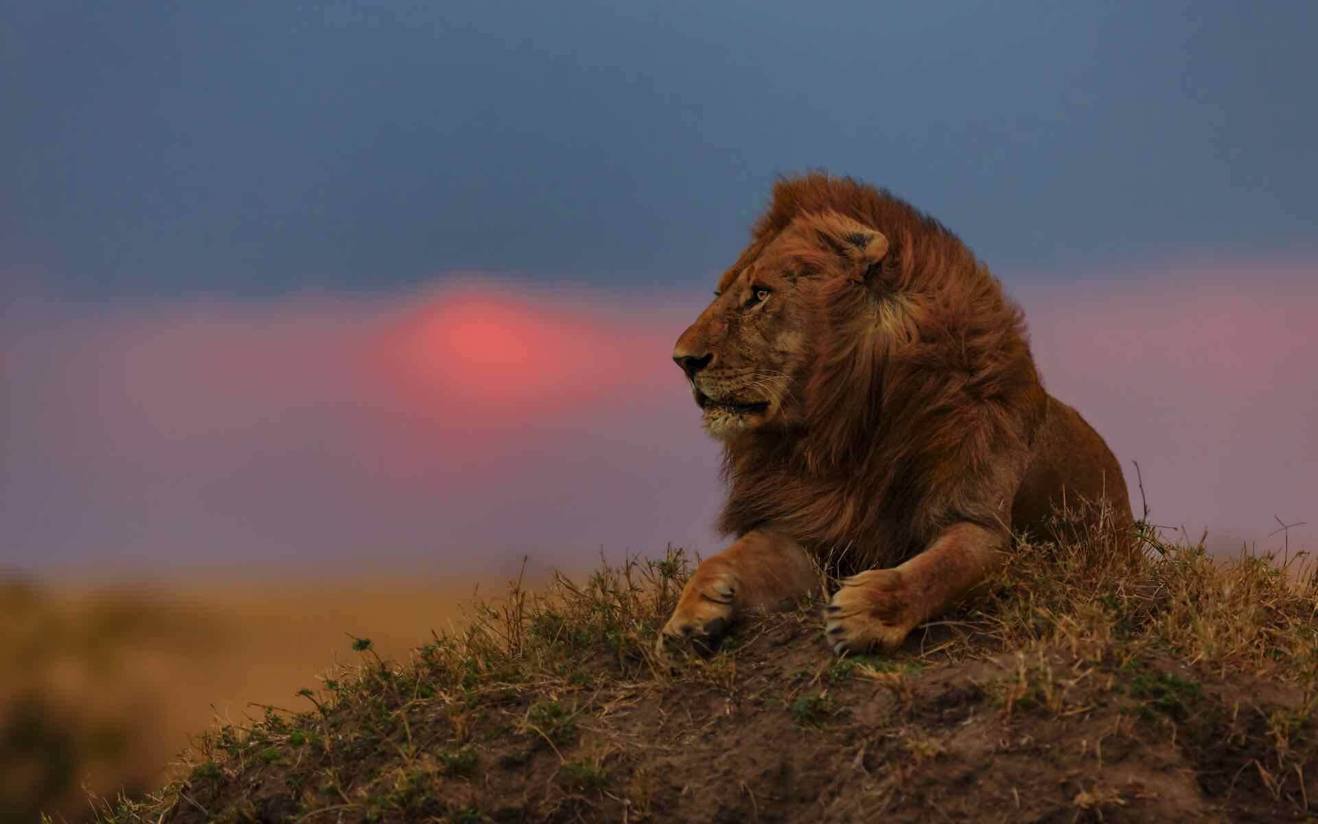 lion_sunset_masai_mara_kenya