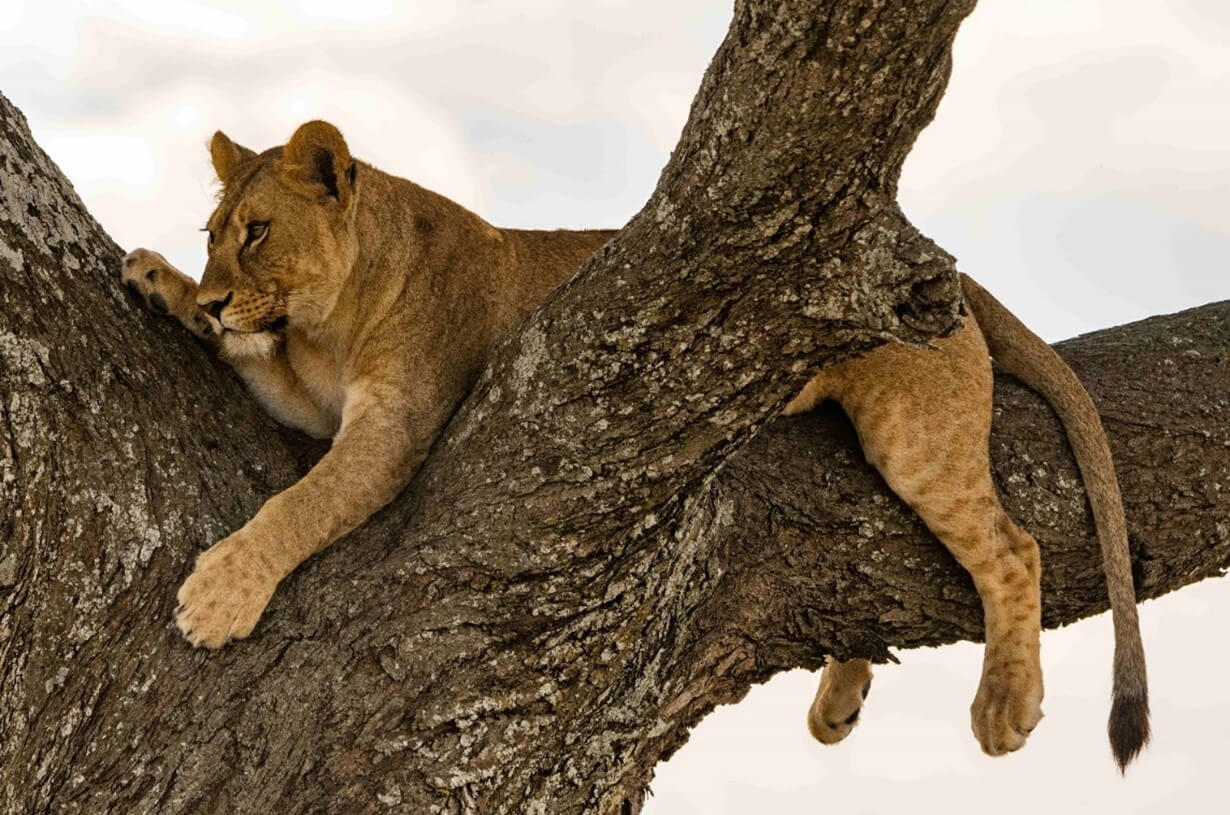 Lioness in tree watching her cubs in the Serengeti