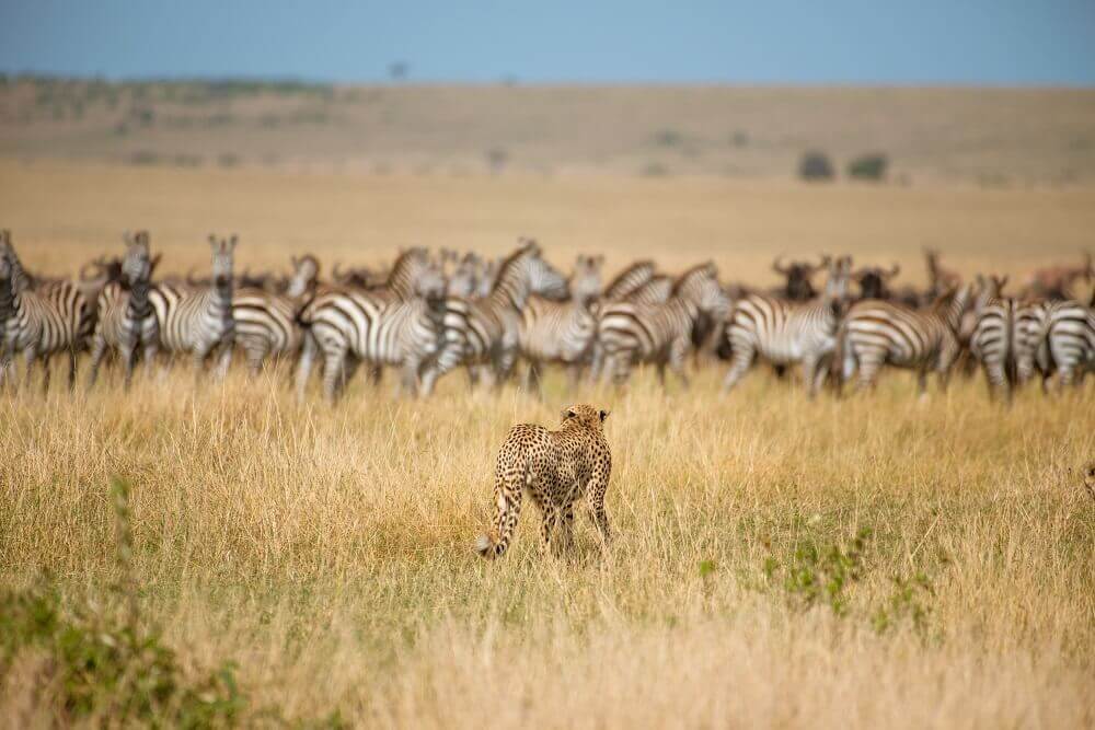 Cheetah hunting zebra on safari - Rachel Sinclair photography