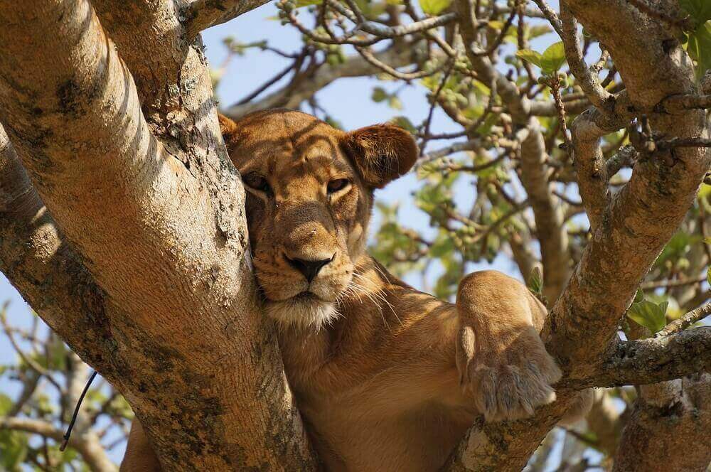 lioness_lying_in_a_tree_on_safari_africa