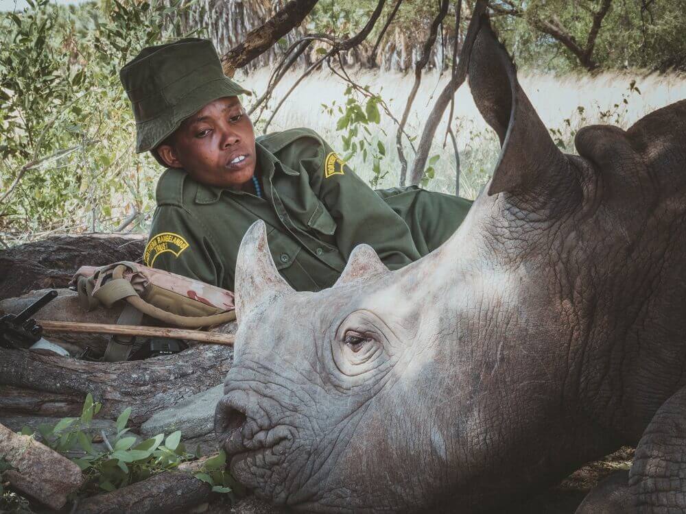 Loijupu the black rhino baby with tracker in Kenya